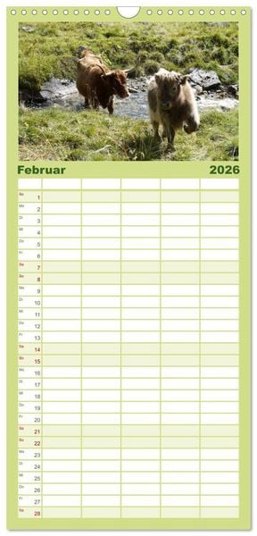 Produktbild: Familienplaner 2026 - K&uuml;he mit H&ouml;rnern mit 5 Spalten (Wandkalender, 21 x 45 cm) CALVENDO