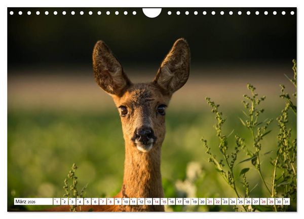 Produktbild: Anmut mit sanften Augen - Rehwild in der freien Natur (Wandkalender 2026 DIN A4 quer), CALVENDO Monatskalender