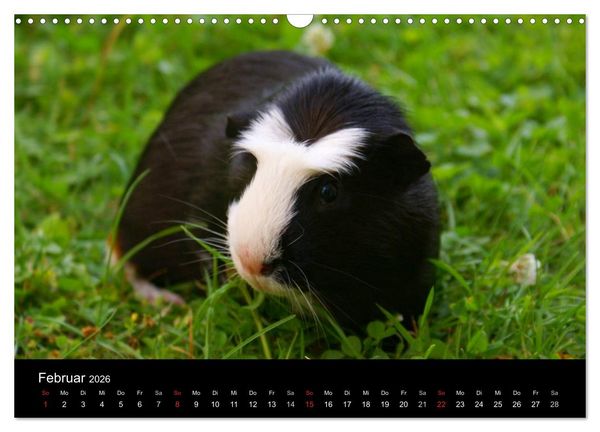Produktbild: Meerschweinchen und Zwergkaninchen (Wandkalender 2026 DIN A3 quer), CALVENDO Monatskalender