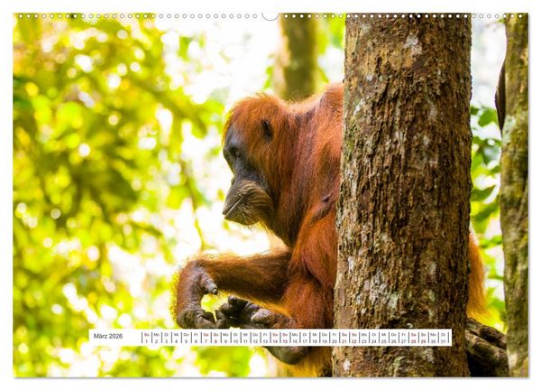 Produktbild: Gunung Leuser Nationalpark und seine Orang Utans (hochwertiger Premium Wandkalender 2026 DIN A2 quer), Kunstdruck in Hochglanz
