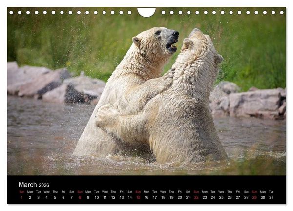 Produktbild: POLAR BEARS - ARCTIC LEGENDS (Wall Calendar 2026 DIN A4 landscape), CALVENDO 12 Month Wall Calendar