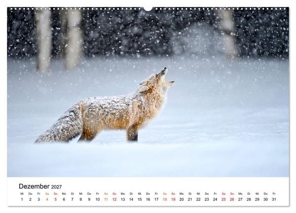 Produktbild: F&uuml;chse - Wanderer durch Moos und Farn (Wandkalender 2027 DIN A2 quer), CALVENDO Monatskalender
