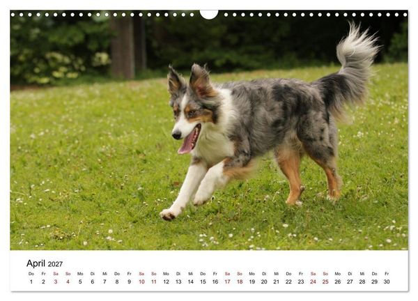 Produktbild: Australian Shepherd - Treue Blicke, wilde Herzen (Wandkalender 2027 DIN A3 quer), CALVENDO Monatskalender