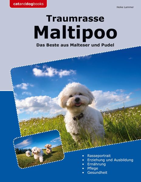 Produktbild: Traumrasse Maltipoo