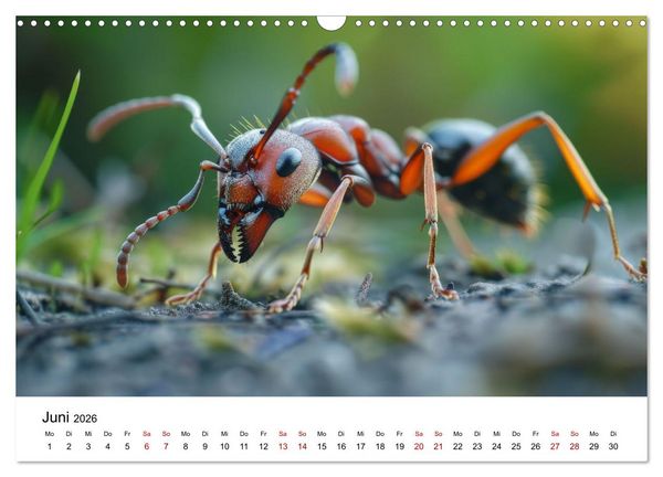 Produktbild: Insekten hautnah (Wandkalender 2026 DIN A3 quer), CALVENDO Monatskalender