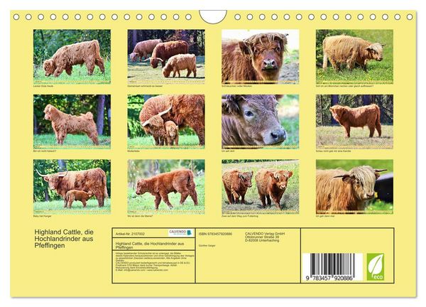 Produktbild: Highland Cattle, die Hochlandrinder aus Pfeffingen (Wandkalender 2026 DIN A4 quer), CALVENDO Monatskalender