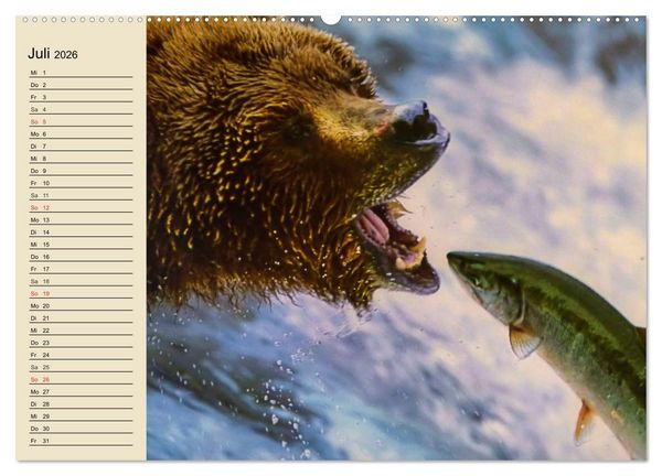Produktbild: B&auml;ren (hochwertiger Premium Wandkalender 2026 DIN A2 quer), Kunstdruck in Hochglanz