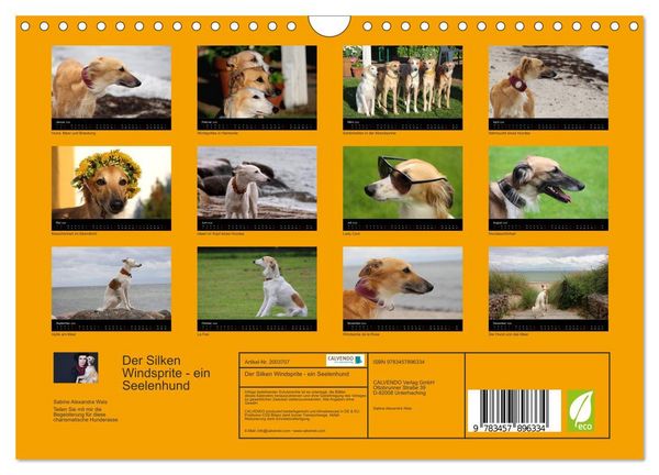 Produktbild: Der Silken Windsprite - ein Seelenhund (Wandkalender 2026 DIN A4 quer), CALVENDO Monatskalender