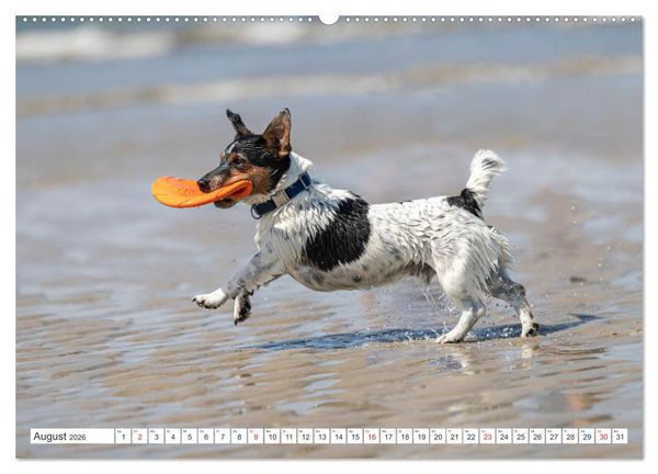 Produktbild: Jack Russell - Klein, aber oho! (Wandkalender 2026 DIN A2 quer), CALVENDO Monatskalender