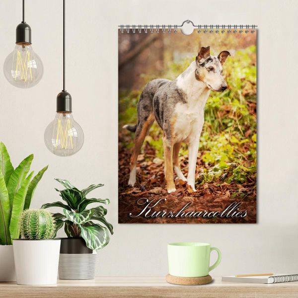 Produktbild: Kurzhaarcollies (Wandkalender 2026 DIN A4 hoch), CALVENDO Monatskalender
