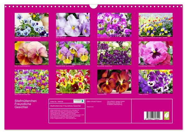 Produktbild: Stiefm&uuml;tterchen Freundliche Gesichter (Wandkalender 2026 DIN A3 quer), CALVENDO Monatskalender