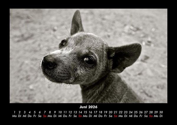 Produktbild: Welpen 2026 Fotokalender DIN A3