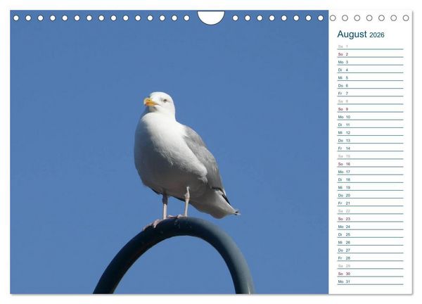 Produktbild: M&ouml;wen - Von der Ostsee bis zum Atlantik (Wandkalender 2026 DIN A4 quer), CALVENDO Monatskalender