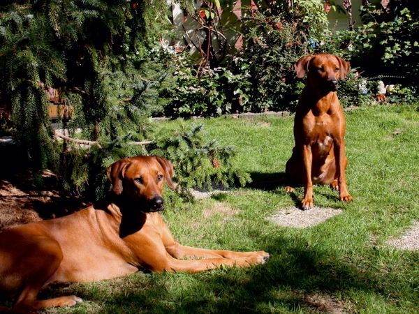 Produktbild: CALVENDO Puzzle Rhodesian Ridgeback H&uuml;ndinnen | 1000 Teile Lege-Gr&ouml;&szlig;e 64x48cm Foto-Puzzle f&uuml;r gl&uuml;ckliche Stunden
