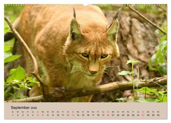 Produktbild: Der Luchs. Pinselohren und Bernsteinaugen (hochwertiger Premium Wandkalender 2026 DIN A2 quer), Kunstdruck in Hochglanz