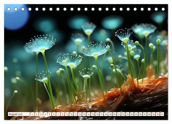 Produktbild: Wunderwelt Mikrokosmos (Tischkalender 2026 DIN A5 quer), CALVENDO Monatskalender