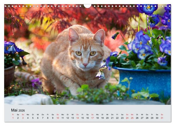 Produktbild: Katzen im Garten (Wandkalender 2026 DIN A3 quer), CALVENDO Monatskalender