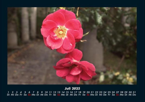 Produktbild: Pflanzen und Bl&uuml;ten 2025 Fotokalender DIN A4