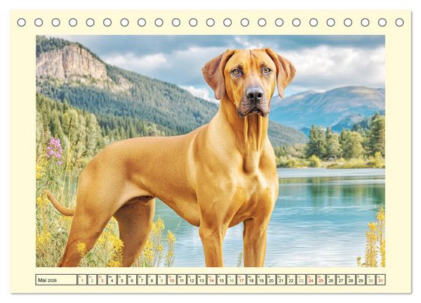 Produktbild: Rhodesian Ridgeback. Kraft und Sanftmut in vollkommener Balance (Tischkalender 2026 DIN A5 quer), CALVENDO Monatskalender
