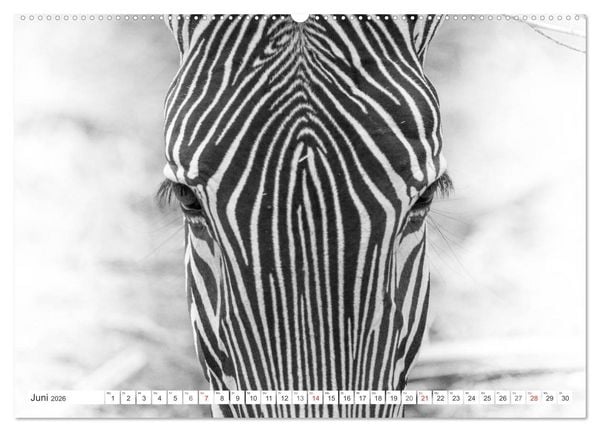Produktbild: Emotionale Momente: Zebras - black & white. (Wandkalender 2026 DIN A2 quer), CALVENDO Monatskalender