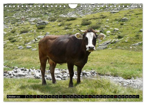 Produktbild: K&uuml;he mit H&ouml;rnern (Wandkalender 2026 DIN A4 quer), CALVENDO Monatskalender