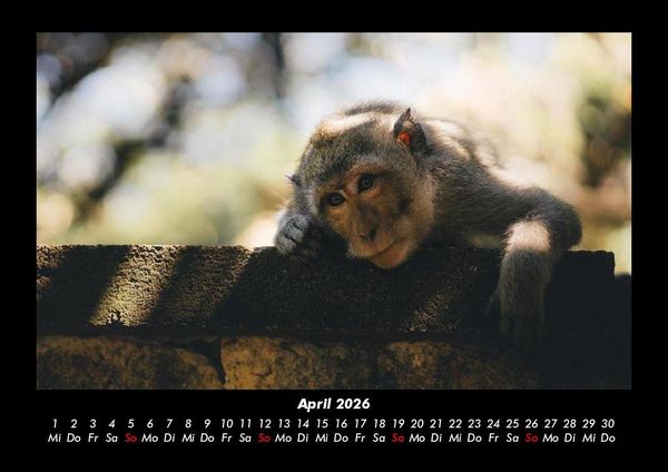 Produktbild: Tierkalender 2026 Fotokalender DIN A3