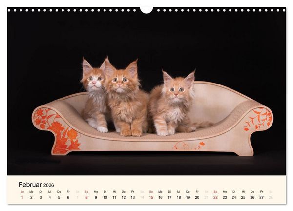 Produktbild: S&uuml;&szlig;e Stubentiger - Katzenkinder (Wandkalender 2026 DIN A3 quer), CALVENDO Monatskalender