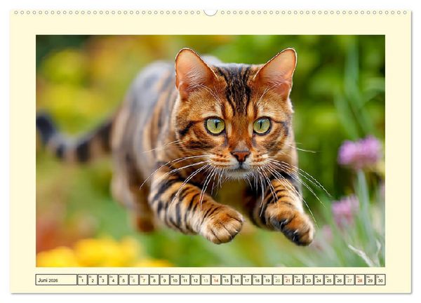 Produktbild: Toyger Katzen. Der exotische Mini-Tiger im Garten (hochwertiger Premium Wandkalender 2026 DIN A2 quer), Kunstdruck in Hochglanz