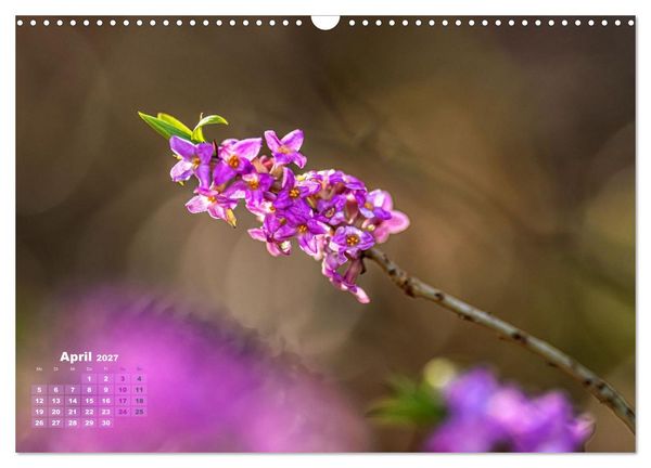 Produktbild: Waldspazierg&auml;nge: Entspannen - Kraft tanken - Besinnen auf sich selbst (Wandkalender 2027 DIN A3 quer), CALVENDO Monatskalender