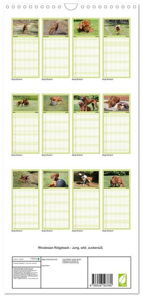 Produktbild: Familienplaner 2026 - Rhodesian Ridgeback - Jung, wild, zuckers&uuml;&szlig; mit 5 Spalten (Wandkalender, 21 x 45 cm) CALVENDO