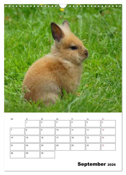 Produktbild: Kaninchen Terminplaner (Wandkalender 2026 DIN A3 hoch), CALVENDO Monatskalender