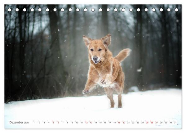 Produktbild: Golden Retriever Hailey Fotokalender (Tischkalender 2026 DIN A5 quer), CALVENDO Monatskalender