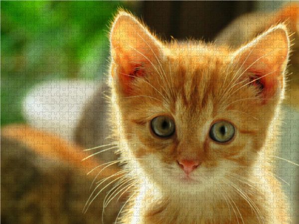 Produktbild: CALVENDO Puzzle Roter Kater 1000 Teile Lege-Gr&ouml;&szlig;e 64 x 48 cm Foto-Puzzle Bild von Sabine L&ouml;wer
