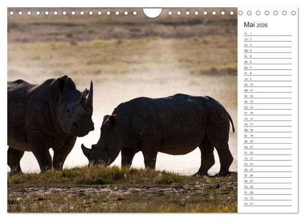 Produktbild: Emotionale Momente: Nash&ouml;rner (Wandkalender 2026 DIN A4 quer), CALVENDO Monatskalender