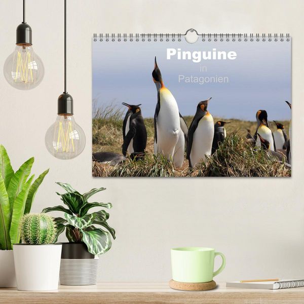 Produktbild: Pinguine in Patagonien (Wandkalender 2026 DIN A4 quer), CALVENDO Monatskalender