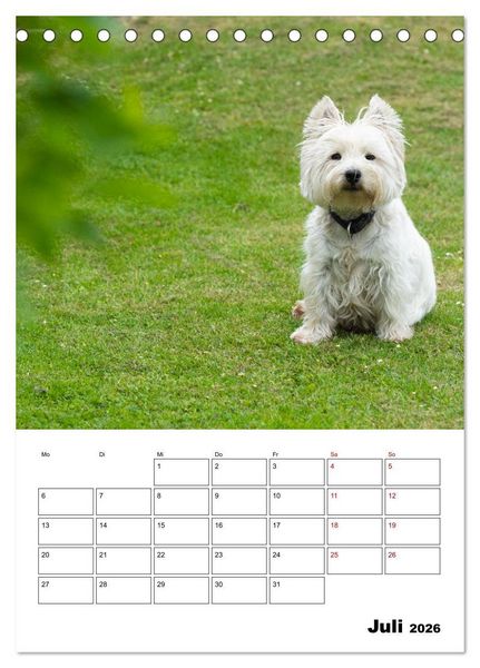 Produktbild: West Highland White Terrier - Herzensbrecher auf vier Pfoten (Tischkalender 2026 DIN A5 hoch), CALVENDO Monatskalender