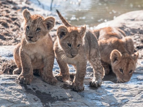 Produktbild: CALVENDO Puzzle L&ouml;wenbabies 1000 Teile Puzzle quer | 1000 Teile Lege-Gr&ouml;&szlig;e 64 &times; 48 cm Foto-Puzzle f&uuml;r gl&uuml;ckliche Stunden
