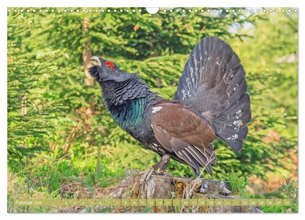 Produktbild: Wildtiere des Waldes: Hier wird der Mythos Wald lebendig (Wandkalender 2026 DIN A3 quer), CALVENDO Monatskalender