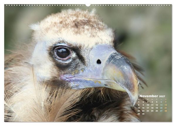 Produktbild: GEIERPORTR&Auml;TS (hochwertiger Premium Wandkalender 2027 DIN A2 quer), Kunstdruck in Hochglanz