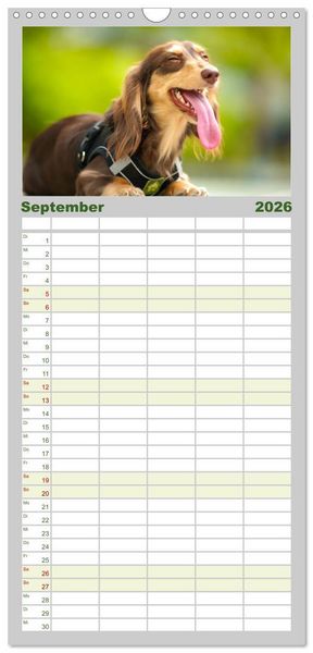 Produktbild: Familienplaner 2026 - Dackelblicke - Lassen Herzen erw&auml;rmen. mit 5 Spalten (Wandkalender, 21 x 45 cm) CALVENDO