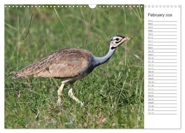 Produktbild: Kenya - its Wildlife (Wall Calendar 2026 DIN A3 landscape), CALVENDO 12 Month Wall Calendar