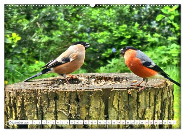 Produktbild: Herr und Frau Gimpel - Stammg&auml;ste im Garten (Wandkalender 2026 DIN A2 quer), CALVENDO Monatskalender