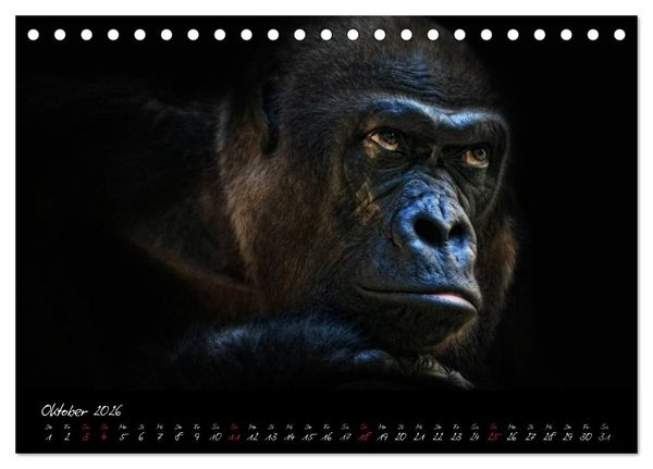 Produktbild: Gorilla (Tischkalender 2026 DIN A5 quer), CALVENDO Monatskalender