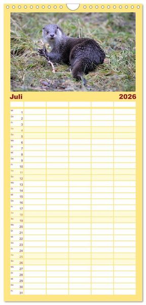 Produktbild: Familienplaner 2026 - Fischotter, flinke J&auml;ger mit 5 Spalten (Wandkalender, 21 x 45 cm) CALVENDO