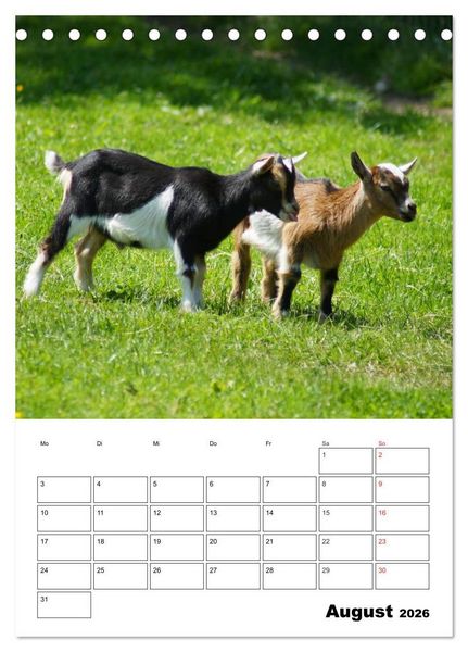 Produktbild: Ziegen Terminplaner (Tischkalender 2026 DIN A5 hoch), CALVENDO Monatskalender