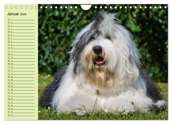 Produktbild: Traumhund Bobtail (Wandkalender 2026 DIN A4 quer), CALVENDO Monatskalender