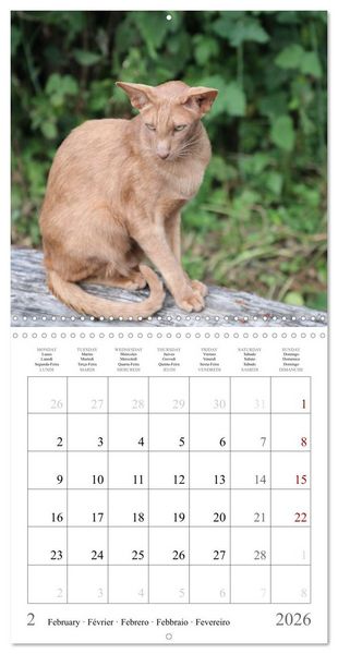 Produktbild: F&eacute;lins au fil des mois (Calendrier mural carr&eacute; 2026 30x30 cm) Calendrier double avec une page pour vos prises de notes