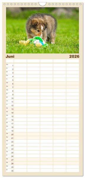 Produktbild: Familienplaner 2026 - Sheltie - Ein St&uuml;ck vom Gl&uuml;ck mit 5 Spalten (Wandkalender, 21 x 45 cm) CALVENDO