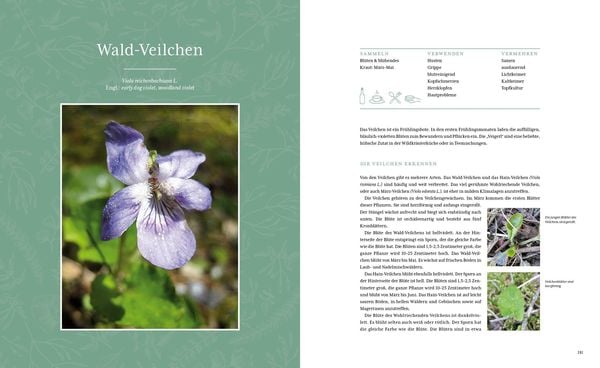 Produktbild: Gesunde Wildkr&auml;uter aus meinem Garten