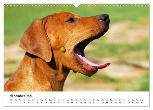 Produktbild: Chiots Rhodesian Ridgeback (Calendrier mural 2026 DIN A3 vertical), CALVENDO calendrier mensuel